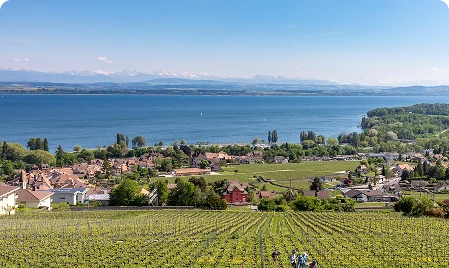 vignes et lac